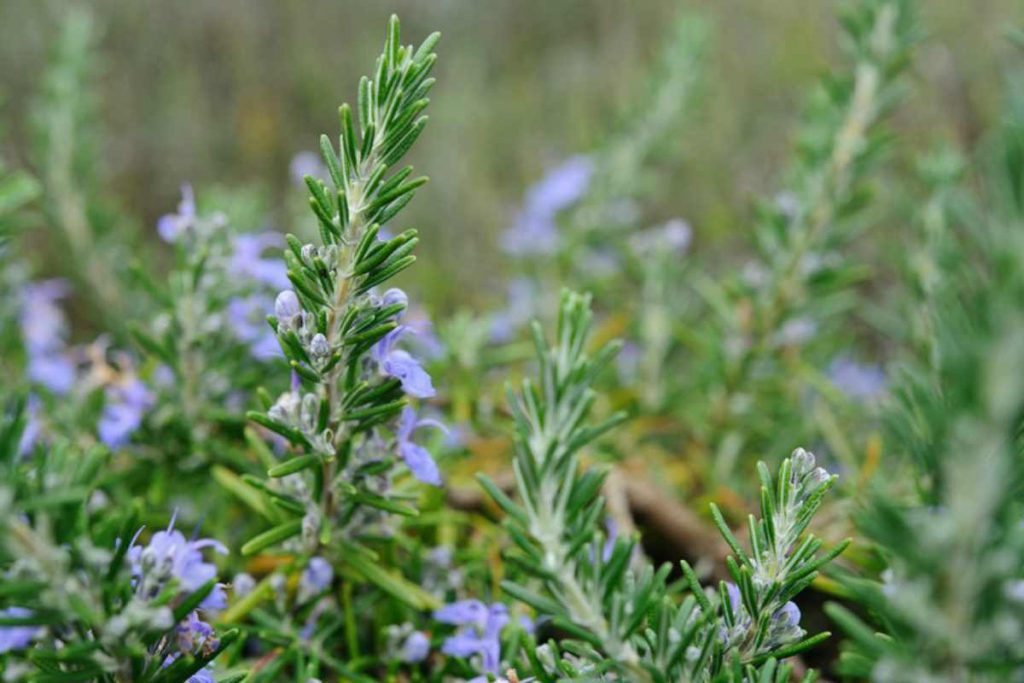 Cómo hacer una limpieza energética de tu casa 5 Materiales a utilizar