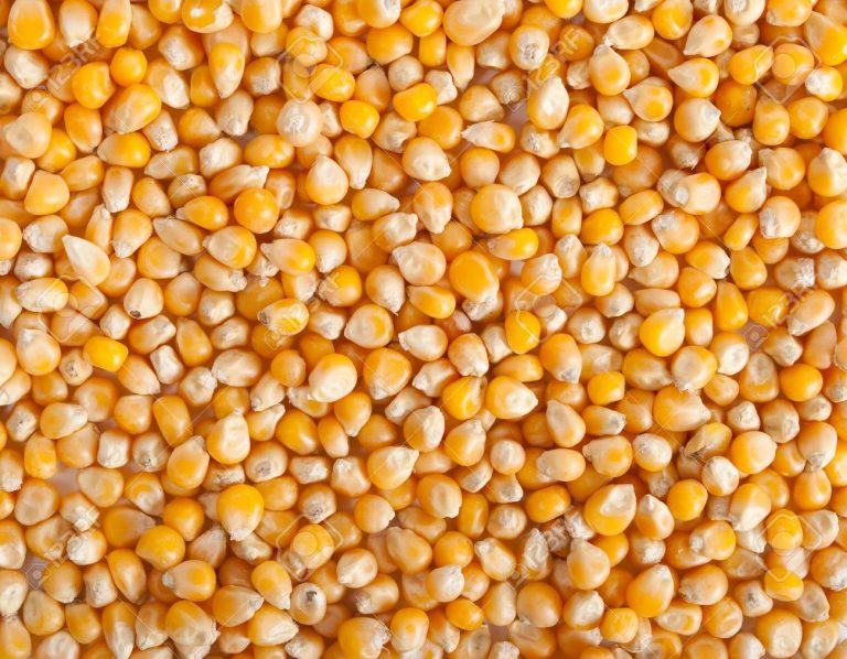 Por qué hay palomitas que no estallan nunca