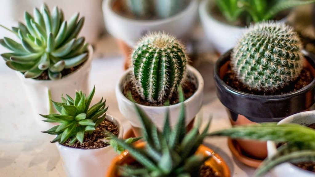 Objetos que tienes en casa y que te están provocando mala suerte 105 cactus
