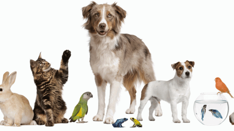 Cómo lograr que tu mascota no tenga sobrepeso