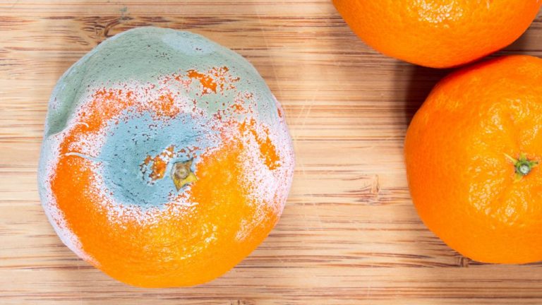 La razón por la que no deberías quitar el moho a un alimento y comerte el resto