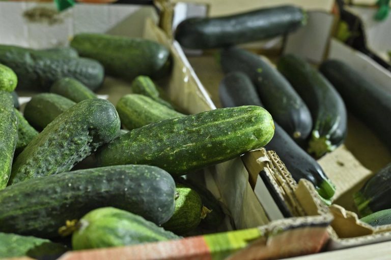 Pepino: Estos son los peligros que no conoces