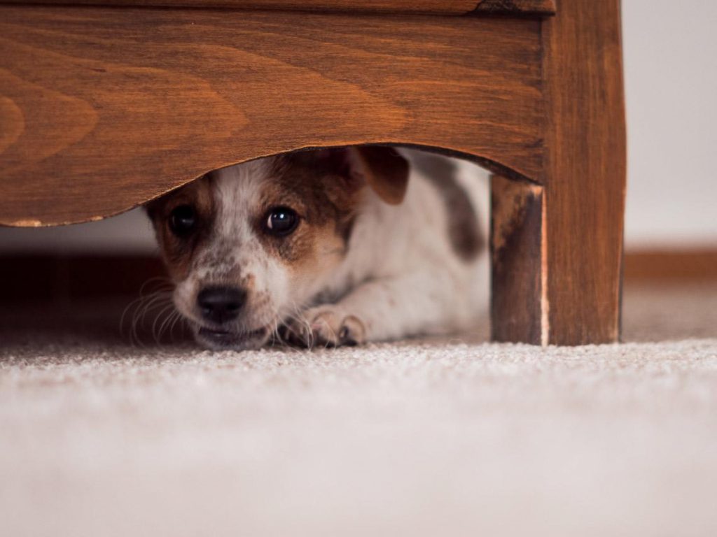 EL miedo que puede detectar tu perro y no le estás prestando atención 