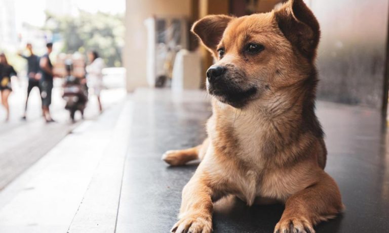 Este es el motivo por el que los perros son generosos