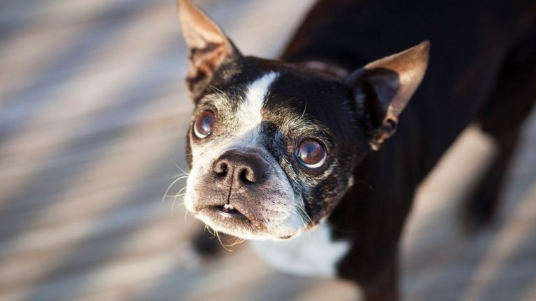 El secreto de tu perro y gato: también ellos pueden ser pesimistas