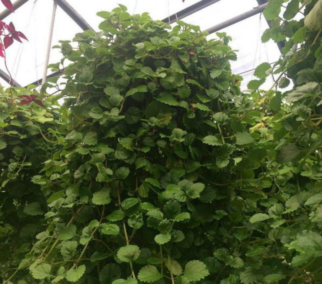 Cómo cuidar la planta del dinero