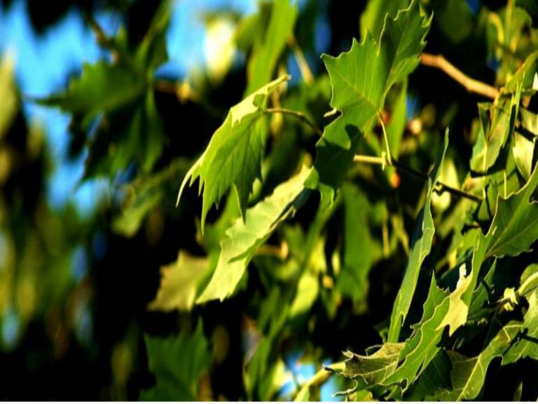 Qué es la fotosíntesis