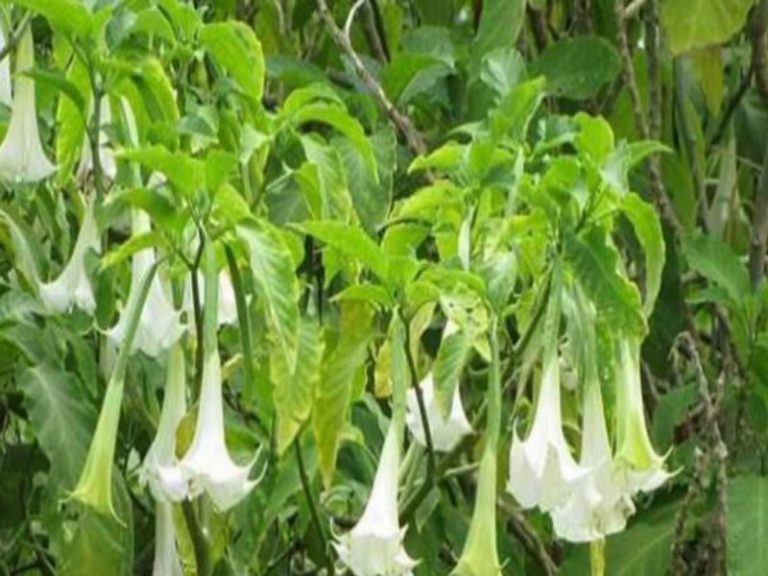 Qué es la burundanga