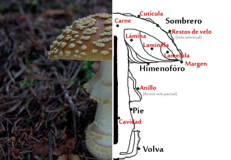 Inserción de las láminas de la seta