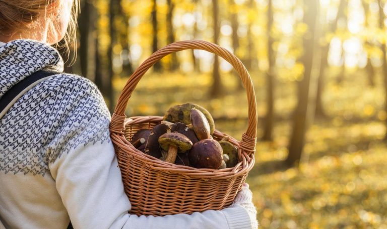 Cómo saber si la seta es comestible o tóxica