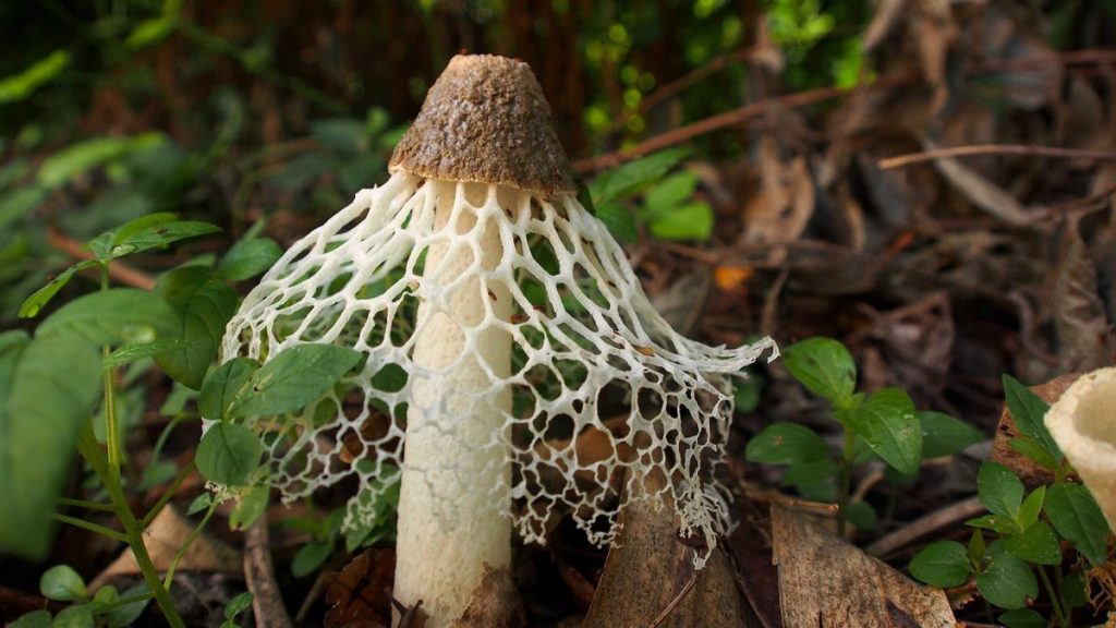 Restos de velos de seto