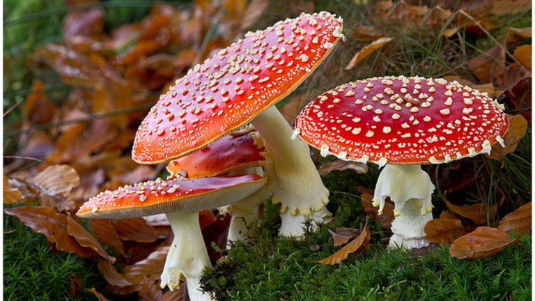 Cocinar setas: 6 formas de hacerlo