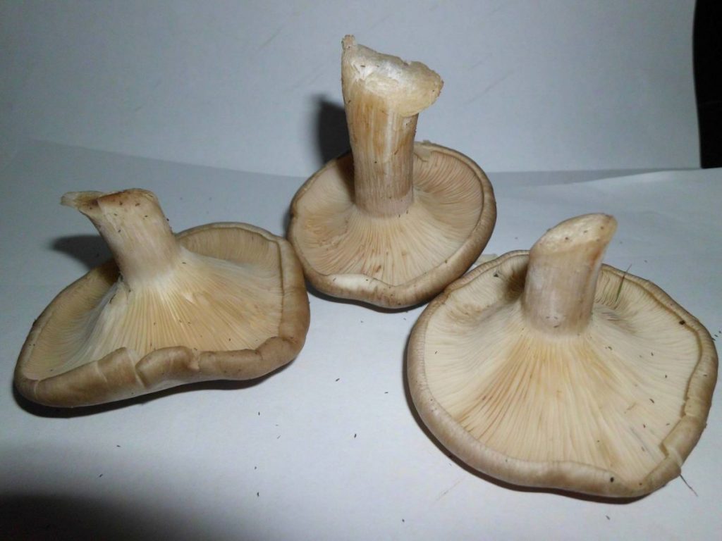 Evitar riesgos en seta