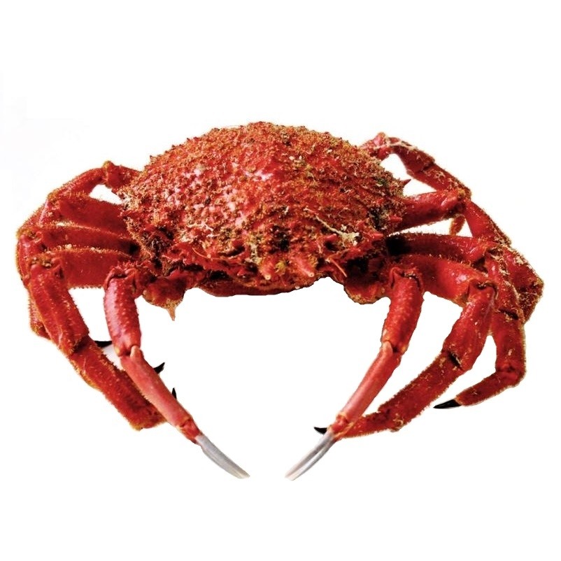 Características del txangurro