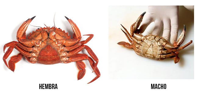 Características del txangurro