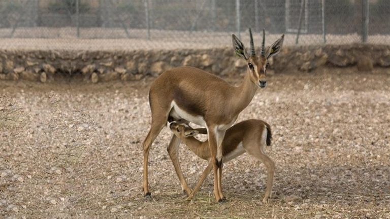Nuevo núcleo zoológico se une al Programa de Cría en Cautividad