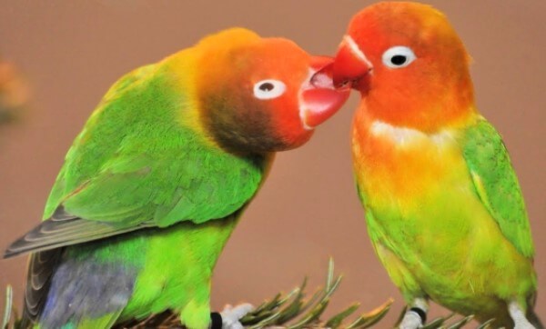 Consejos para adiestrar a tu agapornis 2 Brindarle comodidad a tu agapornis