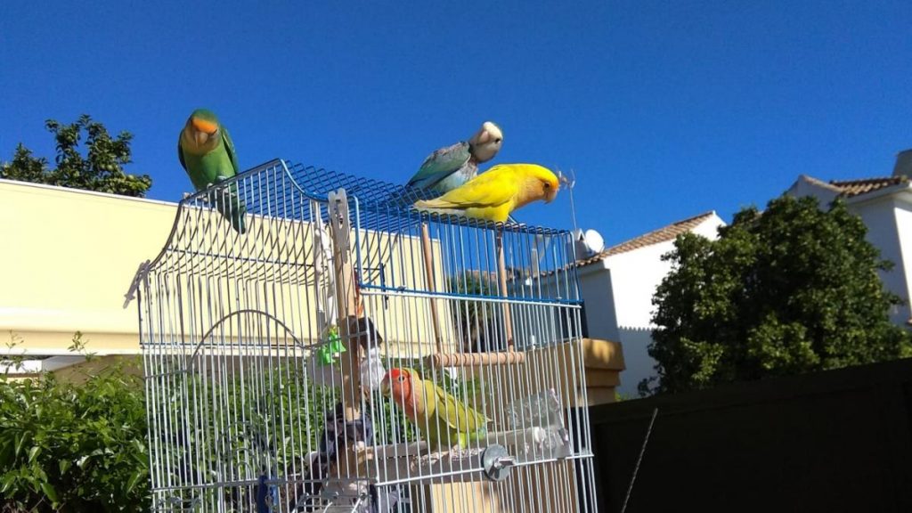 Consejos para adiestrar a tu agapornis 3 No le grites a tu agapornis