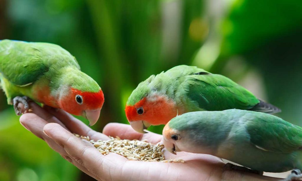 Consejos para adiestrar a tu agapornis 7 Cuidados para tu agapornis