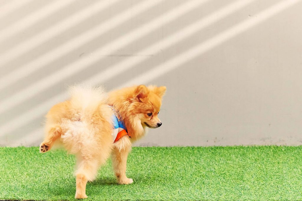 Bañar al perro periódicamente