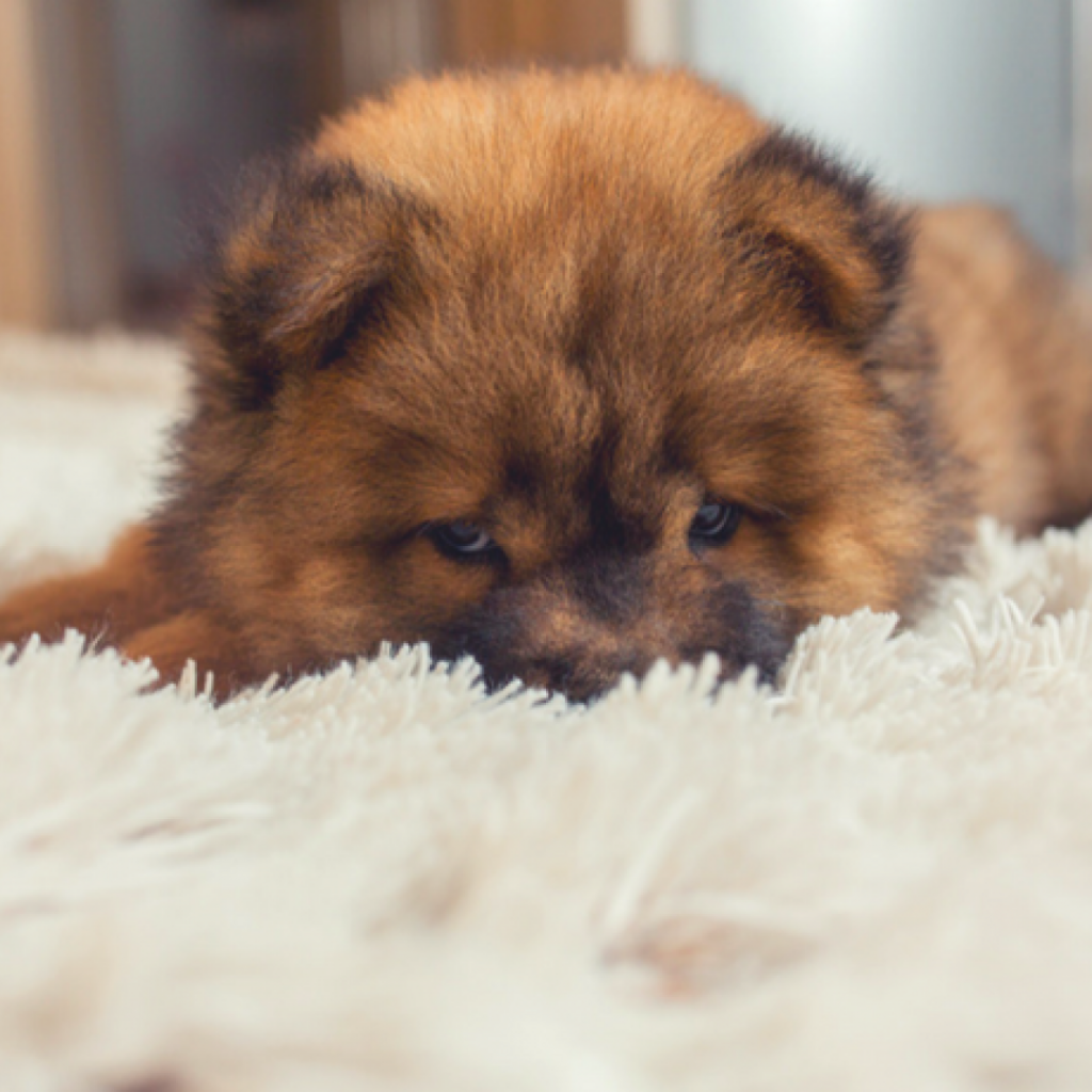 Remedios y tratamientos caseros contra el mal olor en casa
