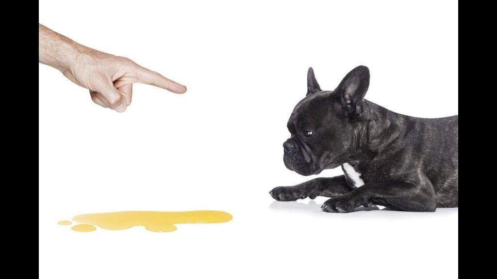 Enséñale a respetar los espacios