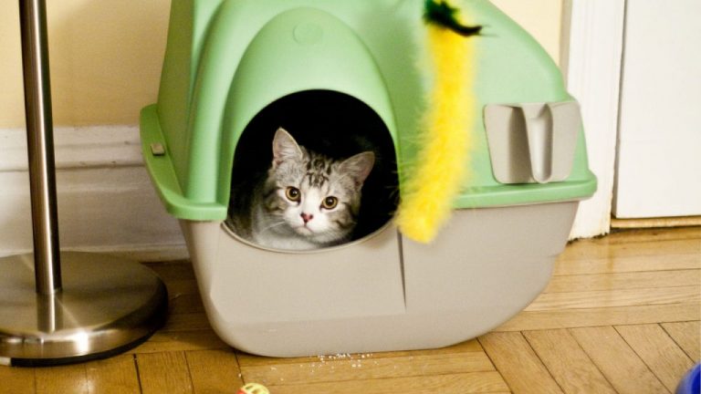 Cómo eliminar el olor a pis de gato