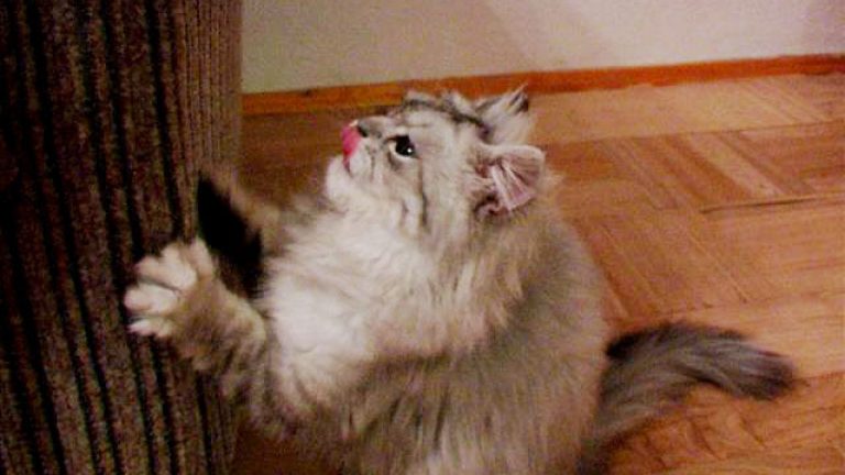 Cómo evitar que tu gato arañe las puertas