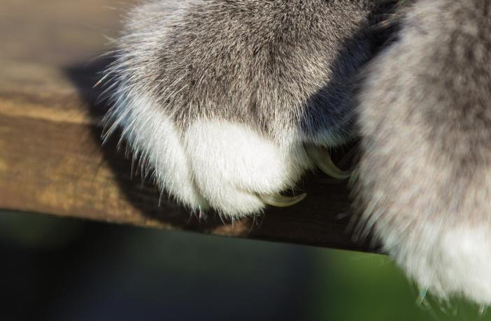 Para marcar territorio