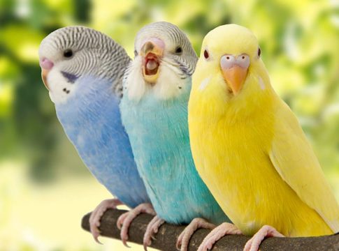 Consejos para adiestrar a tu agapornis Consejos para adiestrar a tu agapornis