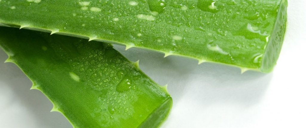 Preservación del aloe vera