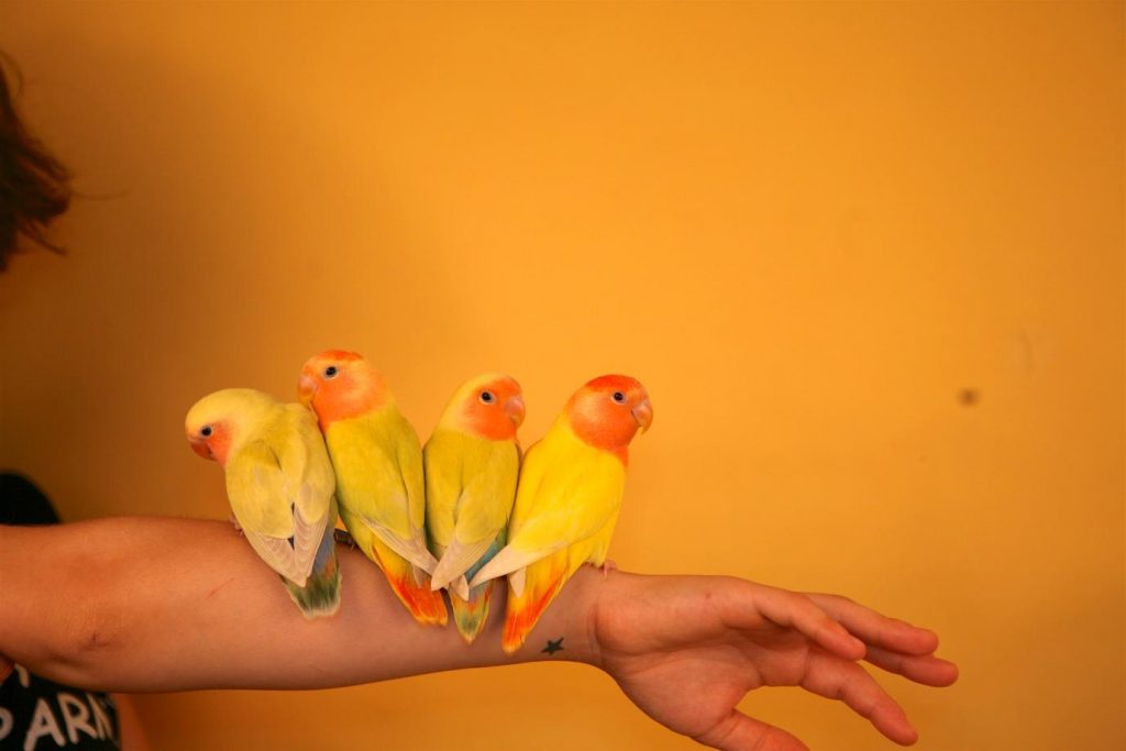 Consejos para adiestrar a tu agapornis 1 No los asustes