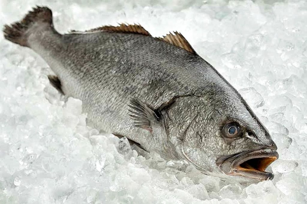 El lucio pescados mercurio