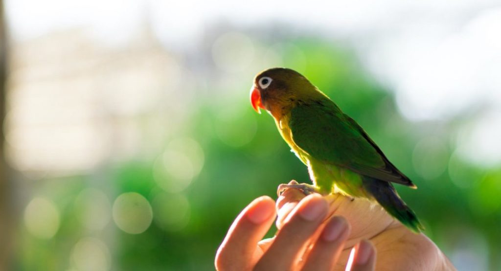 Consejos para adiestrar a tu agapornis 4 No agobies a tu agapornis