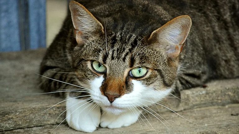 Motivos por los que un gato jadea (y no todos son buenos)