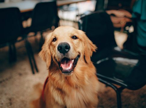 La-mejor-opcion-es-adoptar-a-un-perro-adulto