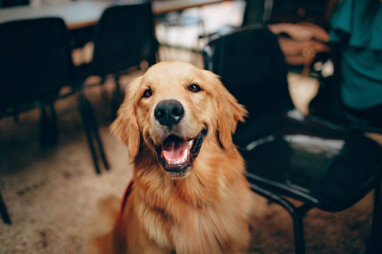 Adoptar un perro senior: la compañía ideal que estabas buscando