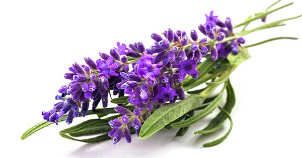 Cómo eliminar las polillas de la ropa 3 Bolsitas de lavanda para eliminar las polillas