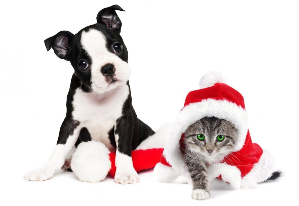 ¿Podrás estropearle la Navidad a este perro y este gato?