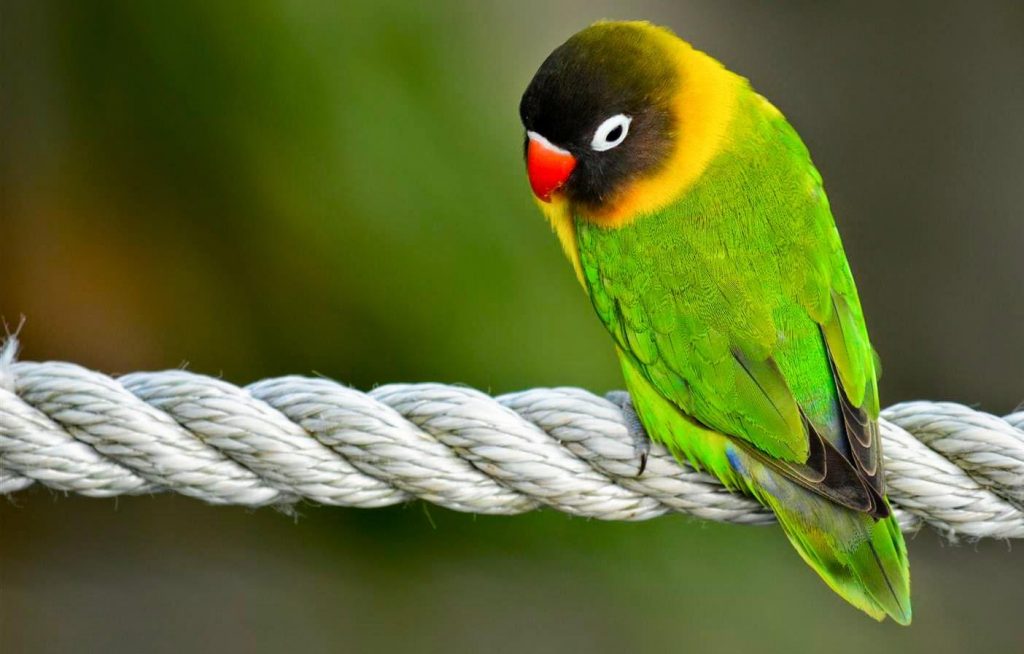 Consejos para adiestrar a tu agapornis 6 Paciencia para entrenar a tu agapornis