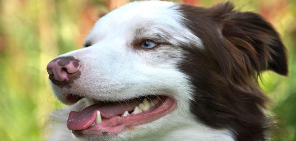 Consejos para evitar el mal aliento en tu perro