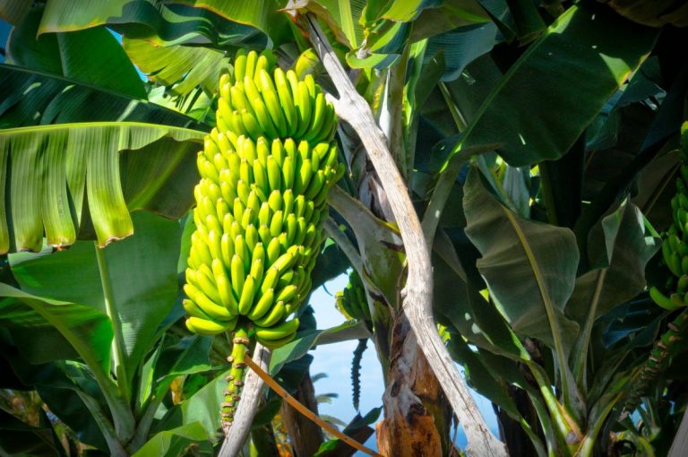 Plataneros temen que el Senado de vía libre a la banana con la Ley de la Cadena Alimentaria
