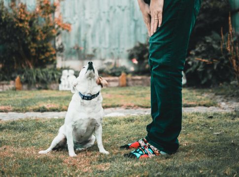 Por qué deberías adoptar a un perro adulto adoptar perro adulto
