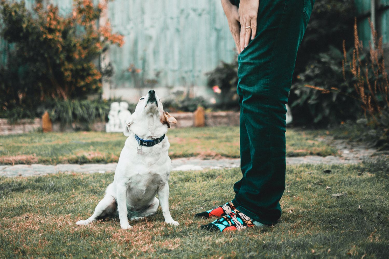 Por qué deberías adoptar a un perro adulto adoptar perro adulto