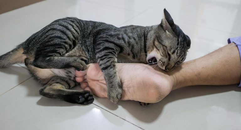 Por qué tu gato te muerde los tobillos