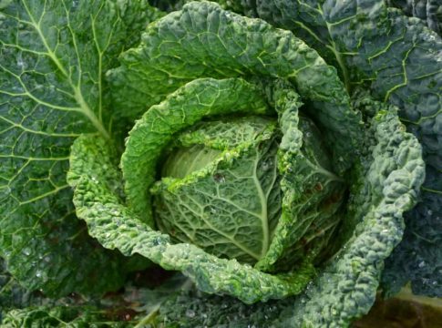 Qué es Kale 1 Qué es kale