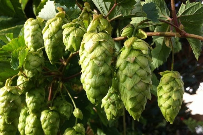 Qué es el lúpulo