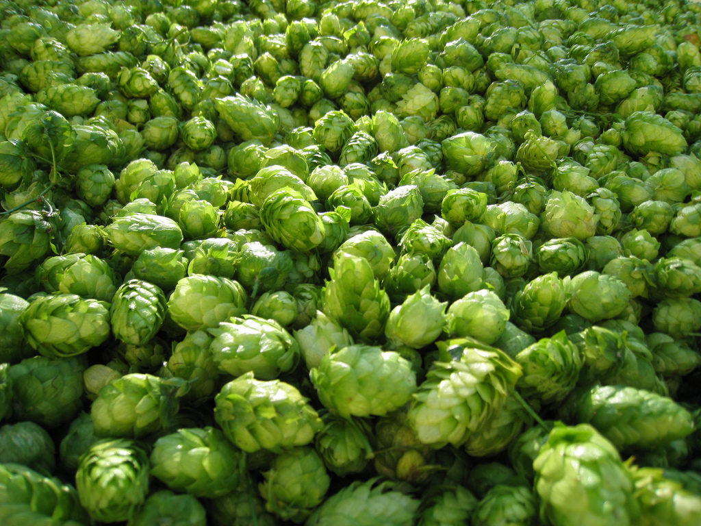 Lúpulo a través del tiempo