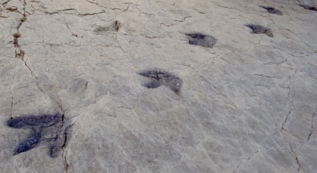 Fósiles de actividad