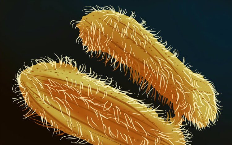 Infecciones parasitarias